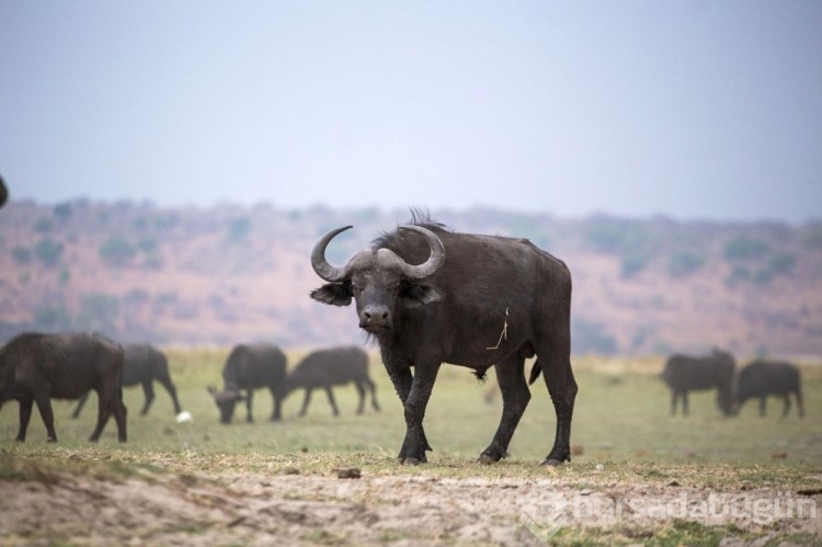 Chobe Ulusal Parkı: Afrika'nın fil cenneti