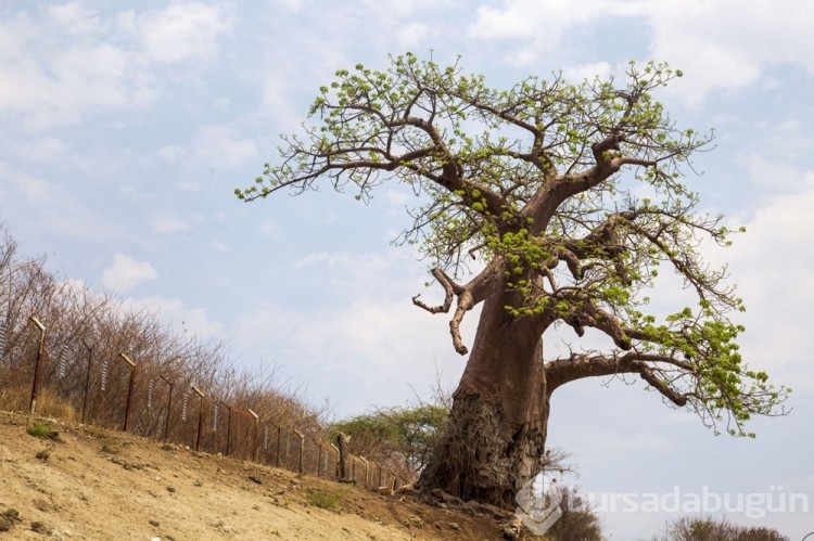 Chobe Ulusal Parkı: Afrika'nın fil cenneti