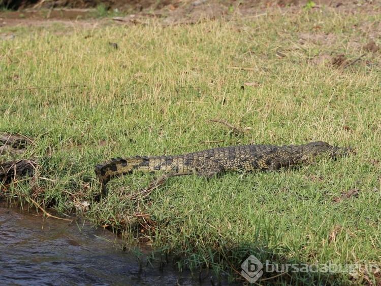 Chobe Ulusal Parkı: Afrika'nın fil cenneti