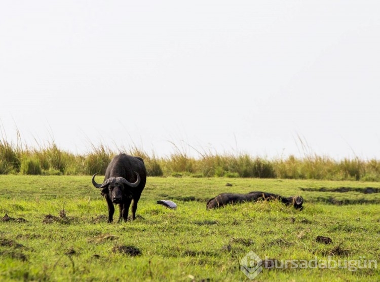Chobe Ulusal Parkı: Afrika'nın fil cenneti