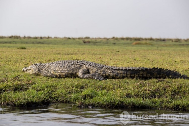 Chobe Ulusal Parkı: Afrika'nın fil cenneti