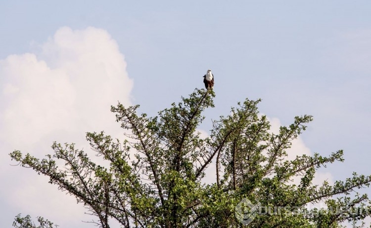 Chobe Ulusal Parkı: Afrika'nın fil cenneti