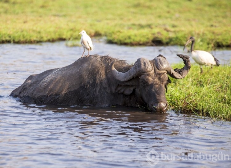 Chobe Ulusal Parkı: Afrika'nın fil cenneti