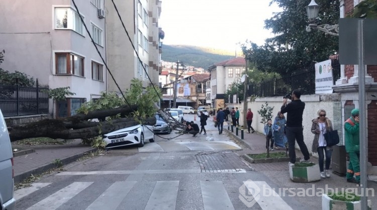 Bursa'da lodos etkili oldu, ağaçlar araçların üzerine devrildi