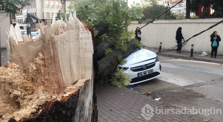 Bursa'da lodos etkili oldu, ağaçlar araçların üzerine devrildi