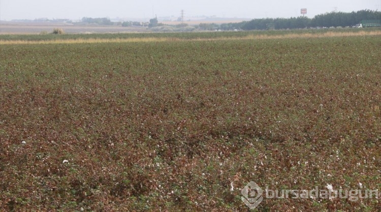 GAP ile suya kavuşan topraklar bereketlendi