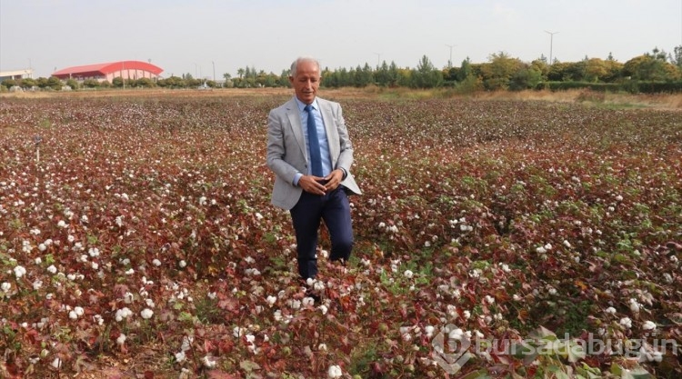 GAP ile suya kavuşan topraklar bereketlendi