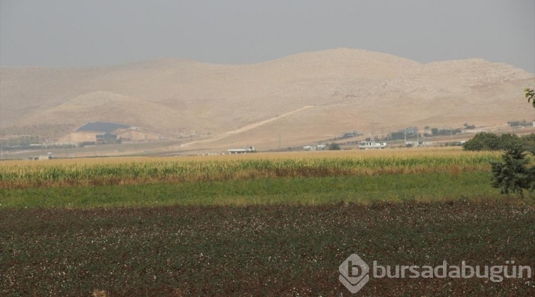 GAP ile suya kavuşan topraklar bereketlendi