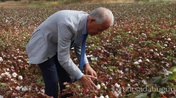 GAP ile suya kavuşan topraklar bereketlendi