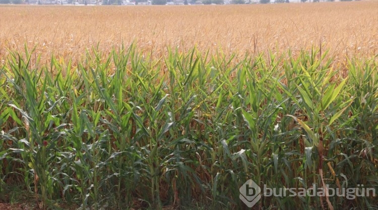 GAP ile suya kavuşan topraklar bereketlendi