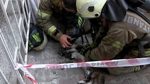 Sokak kedisini poşete koyup öldüren şüpheli tutuklandı