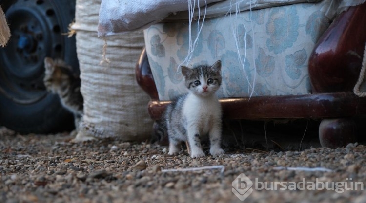 Kedi sevgisi müteahhitlerin tekliflerine "dur" dedirtti