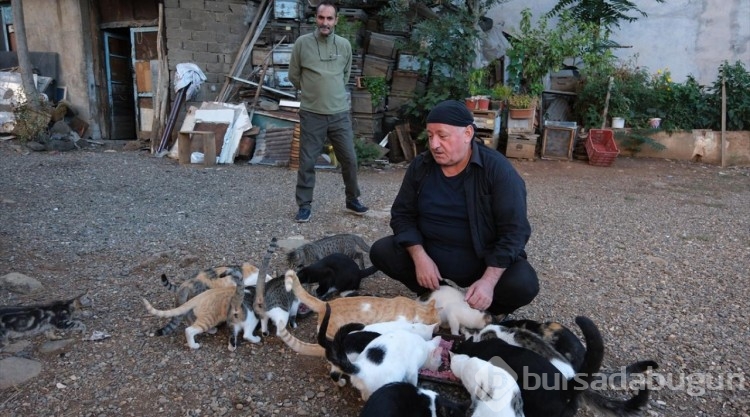 Kedi sevgisi müteahhitlerin tekliflerine "dur" dedirtti
