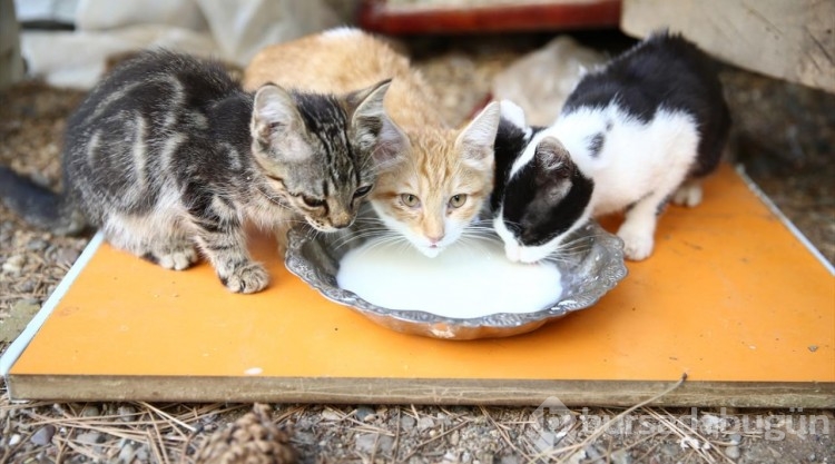 Kedi sevgisi müteahhitlerin tekliflerine "dur" dedirtti