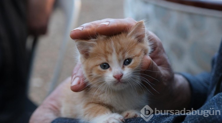 Kedi sevgisi müteahhitlerin tekliflerine "dur" dedirtti