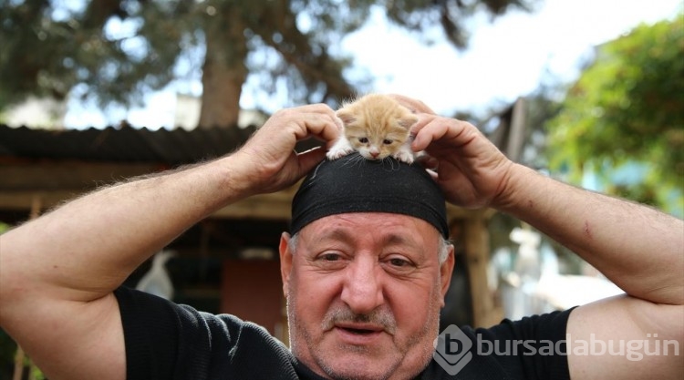 Kedi sevgisi müteahhitlerin tekliflerine "dur" dedirtti