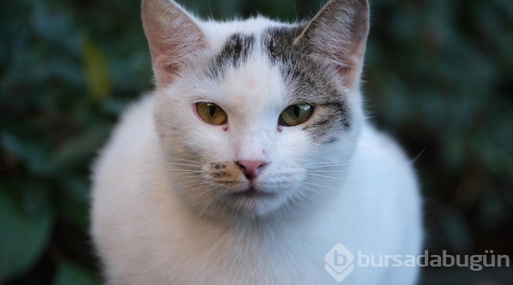 Kedi sevgisi müteahhitlerin tekliflerine "dur" dedirtti