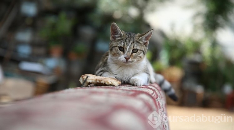 Kedi sevgisi müteahhitlerin tekliflerine "dur" dedirtti