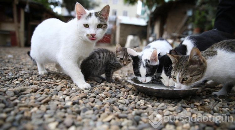 Kedi sevgisi müteahhitlerin tekliflerine "dur" dedirtti
