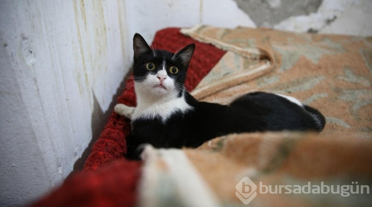 Kedi sevgisi müteahhitlerin tekliflerine "dur" dedirtti