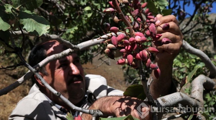 Aşılı menengiç ağaçlarından 15 ton fıstık hasadı yapıldı