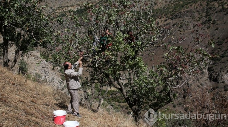 Aşılı menengiç ağaçlarından 15 ton fıstık hasadı yapıldı