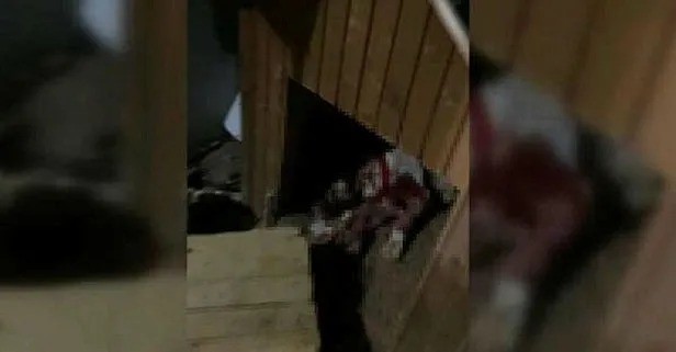Adıyaman'da köpeğini 10 yerinden bıçaklayan şüpheli gözaltına alındı
