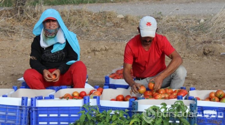 Datça'da domates hasadı başladı