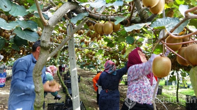 Samsun'da kivinin hasadı yapıldı