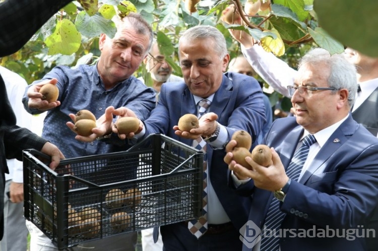 Samsun'da kivinin hasadı yapıldı