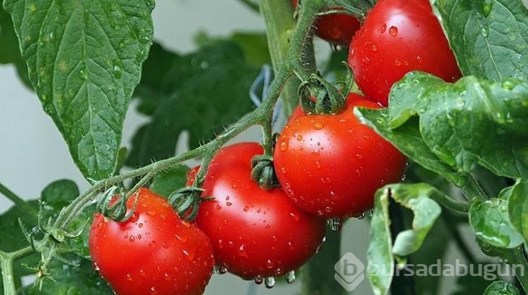 Sağlıklı bir cilt için yardımcı olacak 10 besin!