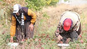 Elazığ'da açık alanda bulunan çileklerin son hasadı gerçekleştirildi