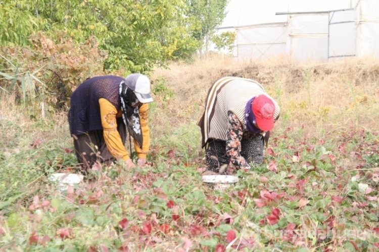 Elazığ'da açık alanda bulunan çileklerin son hasadı gerçekleştirildi