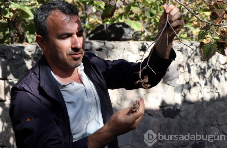 Kayseri fındığının DNA'sı ortaya çıkarıldı