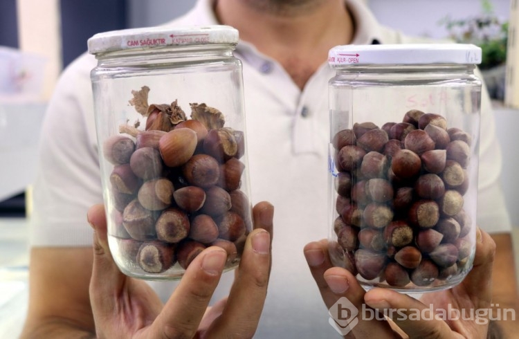 Kayseri fındığının DNA'sı ortaya çıkarıldı