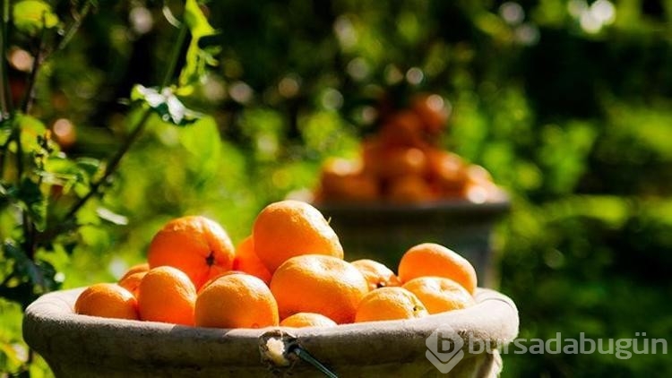 Alerjik reaksiyona karşı günde 2 ila 3 mandalina yeterli