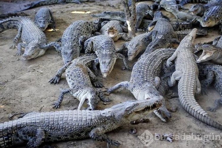 Avustralya'da bir anda timsah saldırısına uğradı, hayvanı ısırıp canını kurtardı