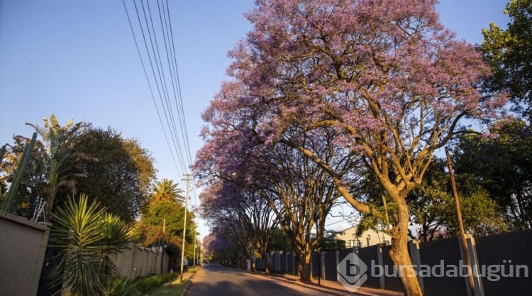 Johannesburg sokakları mor çiçeklerle kaplandı
