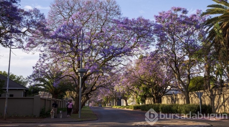 Johannesburg sokakları mor çiçeklerle kaplandı
