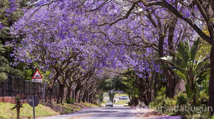 Johannesburg sokakları mor çiçeklerle kaplandı
