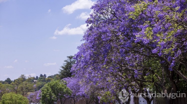 Johannesburg sokakları mor çiçeklerle kaplandı
