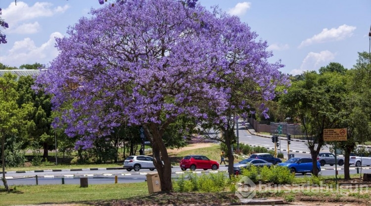 Johannesburg sokakları mor çiçeklerle kaplandı
