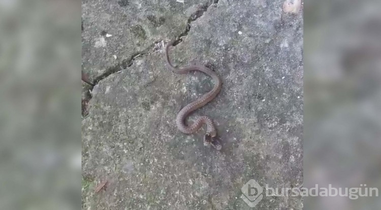 Trabzon'da çift başlı yılan görüntülendi!
