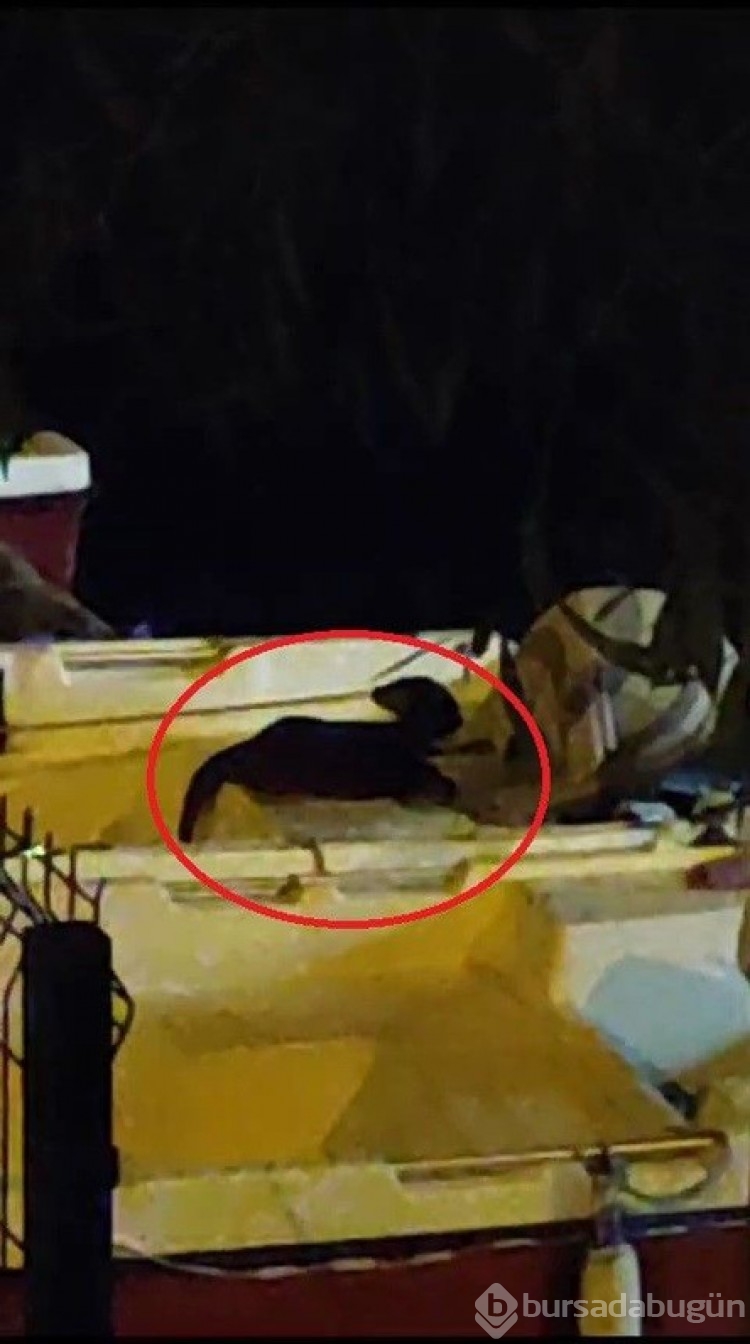 Bursa'da ortaya çıkan canlı gören herkesin elini ayağını birbirine dolandırdı.