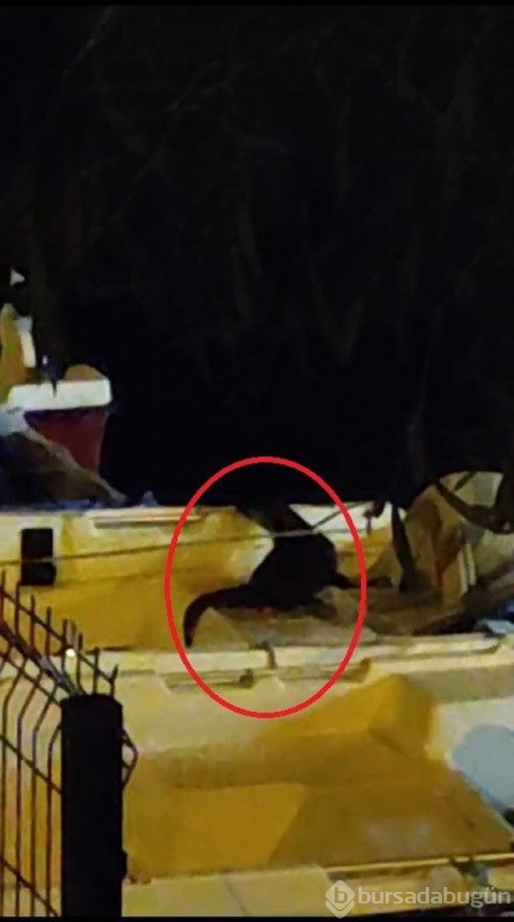Bursa'da ortaya çıkan canlı gören herkesin elini ayağını birbirine dolandırdı.