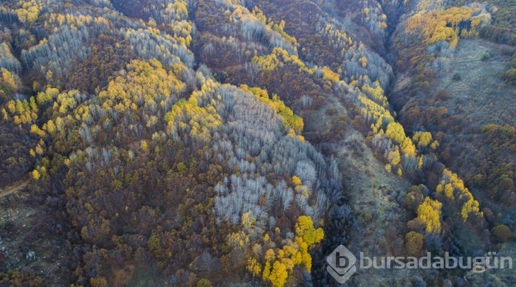 Güz renklerine bürünen Salördek ormanları turizme katkı sağlıyor
