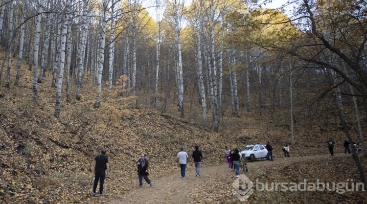 Güz renklerine bürünen Salördek ormanları turizme katkı sağlıyor
