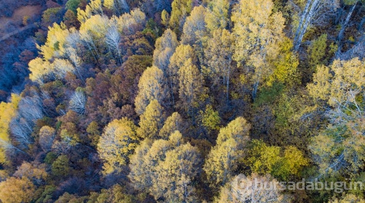 Güz renklerine bürünen Salördek ormanları turizme katkı sağlıyor
