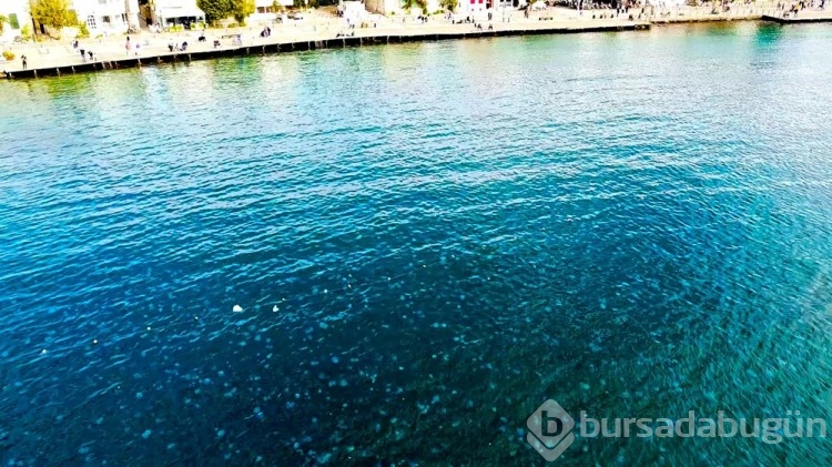 Foça kıyıları denizanası kaplandı
