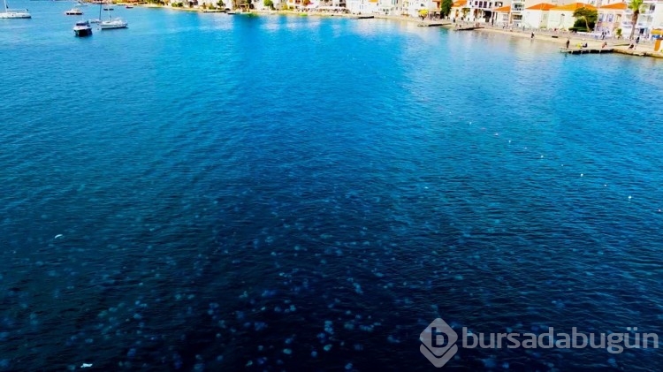 Foça kıyıları denizanası kaplandı

